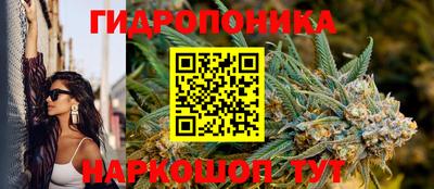 крисы Новокубанск